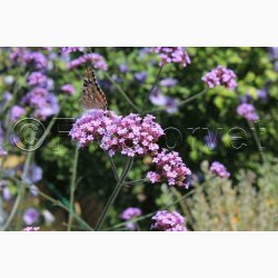 Blomsterfr Verbena bonariensis - Kmpejernurt (ca. 150 fr)