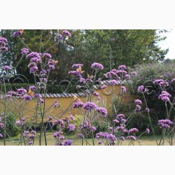 Blomsterfr Verbena bonariensis - Kmpejernurt (ca. 150 fr)