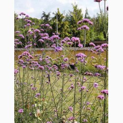 Blomsterfr Verbena bonariensis - Kmpejernurt (ca. 150 fr)