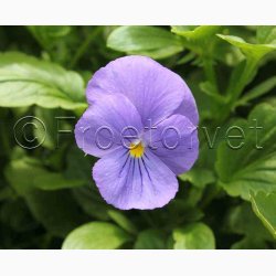 Viola cornuta Blue Perfection - Hornviol (ca. 100 fr)