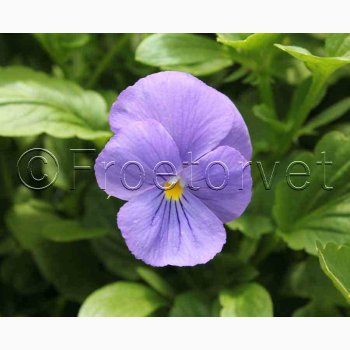 Viola cornuta Blue Perfection - Hornviol (ca. 100 fr)