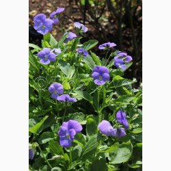 Viola cornuta Blue Perfection - Hornviol (ca. 100 fr)