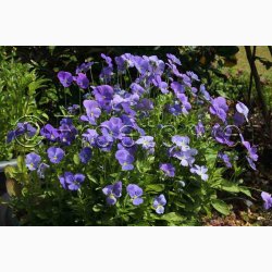 Viola cornuta Blue Perfection - Hornviol (ca. 100 fr)