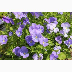 Viola cornuta Blue Perfection - Hornviol (ca. 100 fr)