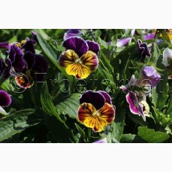 Viola x Wittrockiana Rococo - Stedmoderblomst