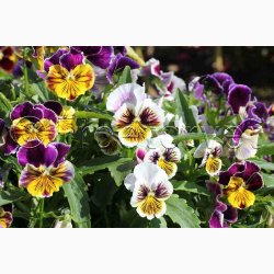 Viola x Wittrockiana Rococo - Stedmoderblomst