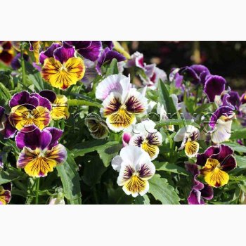 Viola x Wittrockiana Rococo - Stedmoderblomst