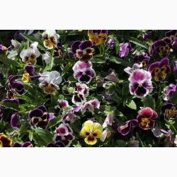 Viola x Wittrockiana Rococo - Stedmoderblomst