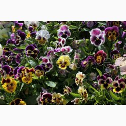 Viola x Wittrockiana Rococo - Stedmoderblomst