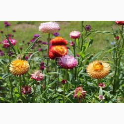 Xerochrysum bracteatum miks Evighedsblomst - Strohblume Schweizer Riesen  