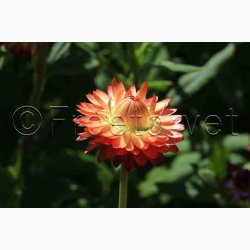 Xerochrysum bracteatum miks Evighedsblomst - Strohblume Schweizer Riesen  