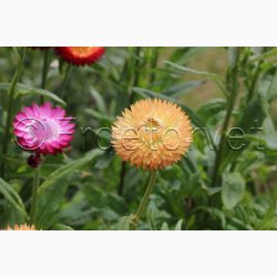 Xerochrysum bracteatum miks Evighedsblomst - Strohblume Schweizer Riesen  