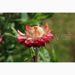 Xerochrysum bracteatum miks Evighedsblomst - Strohblume Schweizer Riesen  