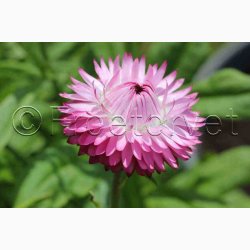 Xerochrysum bracteatum miks Evighedsblomst - Strohblume Schweizer Riesen  