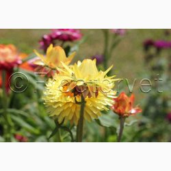 Xerochrysum bracteatum miks Evighedsblomst - Strohblume Schweizer Riesen  
