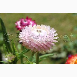 Xerochrysum bracteatum miks Evighedsblomst - Strohblume Schweizer Riesen  
