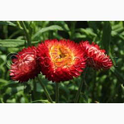 Xerochrysum bracteatum miks Evighedsblomst - Strohblume Schweizer Riesen  