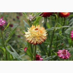 Xerochrysum bracteatum miks Evighedsblomst - Strohblume Schweizer Riesen  