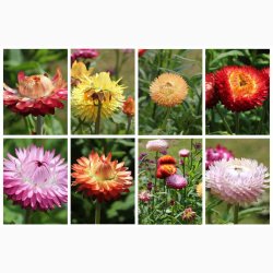 Xerochrysum bracteatum miks Evighedsblomst - Strohblume Schweizer Riesen  