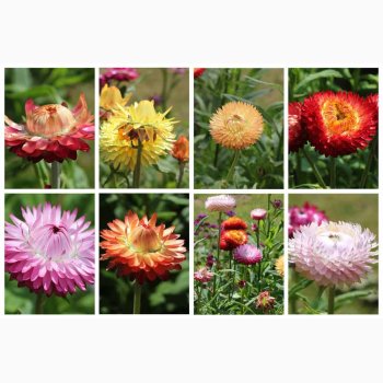 Xerochrysum bracteatum miks Evighedsblomst - Strohblume Schweizer Riesen  