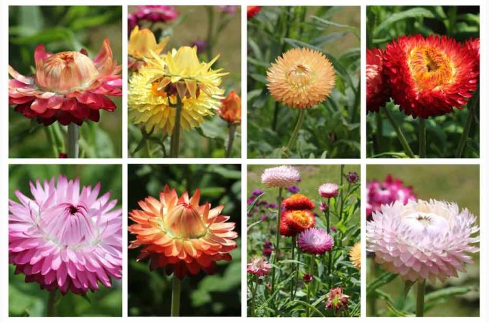 Xerochrysum bracteatum miks Evighedsblomst - Strohblume Schweizer Riesen  