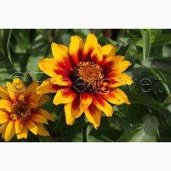 Zinnia angustifolia Perserteppich  miks - Frkenhat
