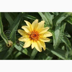 Zinnia angustifolia Perserteppich  miks - Frkenhat