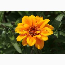 Zinnia angustifolia Perserteppich  miks - Frkenhat