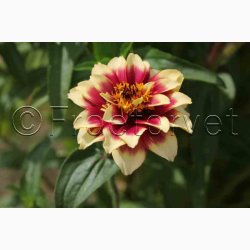 Zinnia angustifolia Perserteppich  miks - Frkenhat