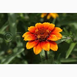 Zinnia angustifolia Perserteppich  miks - Frkenhat
