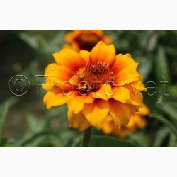 Zinnia angustifolia Perserteppich  miks - Frkenhat