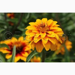 Zinnia angustifolia Perserteppich  miks - Frkenhat