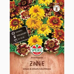 Zinnia angustifolia Perserteppich  miks - Frkenhat