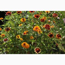 Zinnia angustifolia Persian Carpet - Frkenhat (ca. 100 fr)