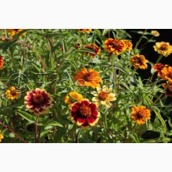 Zinnia angustifolia Persian Carpet - Frkenhat (ca. 100 fr)