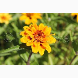Zinnia angustifolia Persian Carpet - Frkenhat (ca. 100 fr)
