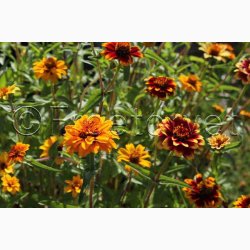 Zinnia angustifolia Persian Carpet - Frkenhat (ca. 100 fr)