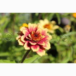 Zinnia angustifolia Persian Carpet - Frkenhat (ca. 100 fr)