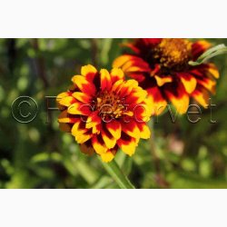 Zinnia angustifolia Persian Carpet - Frkenhat (ca. 100 fr)