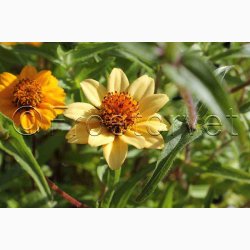 Zinnia angustifolia Persian Carpet - Frkenhat (ca. 100 fr)