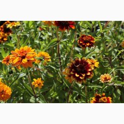 Zinnia angustifolia Persian Carpet - Frkenhat (ca. 100 fr)