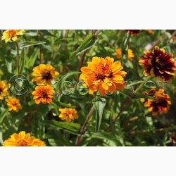 Zinnia angustifolia Persian Carpet - Frkenhat (ca. 100 fr)