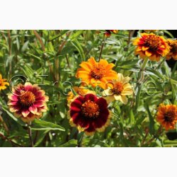 Zinnia angustifolia Persian Carpet - Frkenhat (ca. 100 fr)