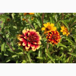 Zinnia angustifolia Persian Carpet - Frkenhat (ca. 100 fr)