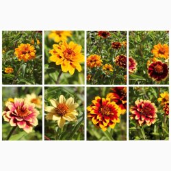 Zinnia angustifolia Persian Carpet - Frkenhat (ca. 100 fr)