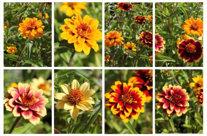 Zinnia angustifolia Persian Carpet - Frkenhat (ca. 100 fr)