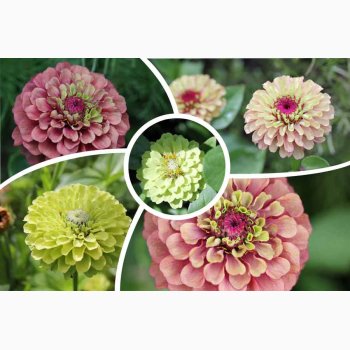 Fr�kenhat � Zinnia elegans �Queeny Red and Lime� Fr� (r�kker til ca.10 planter)