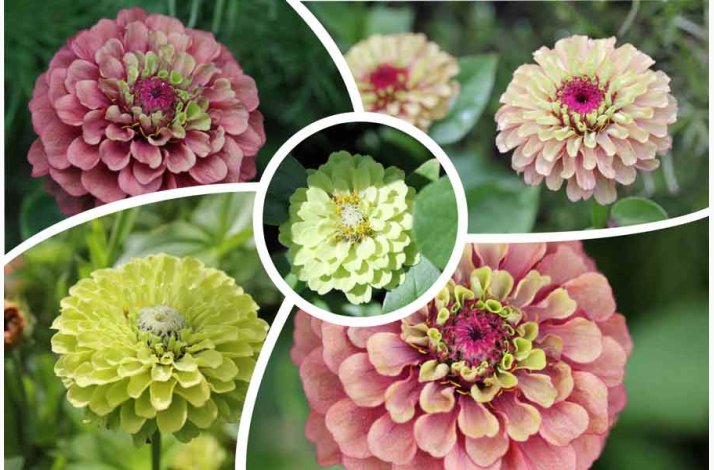Fr�kenhat � Zinnia elegans �Queeny Red and Lime� Fr� (r�kker til ca.10 planter)