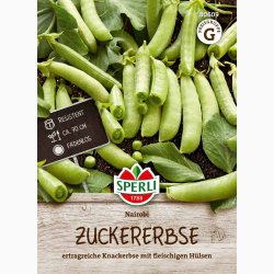 Zuckererbse Nairobi - Sukkerrt