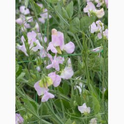 Lathyrus odoratus Sunshine Opal - rteblomst (20 fr)